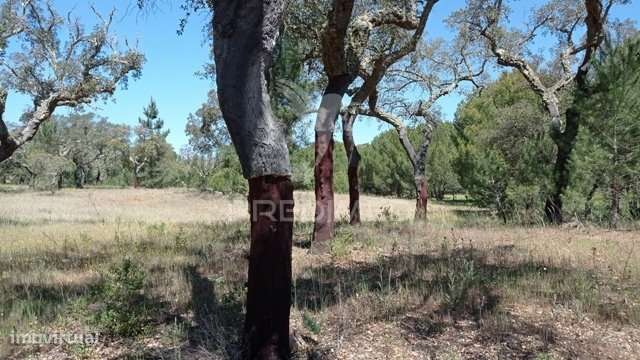 Terreno Rústico 5 hectares Couço - Grande imagem: 4/9