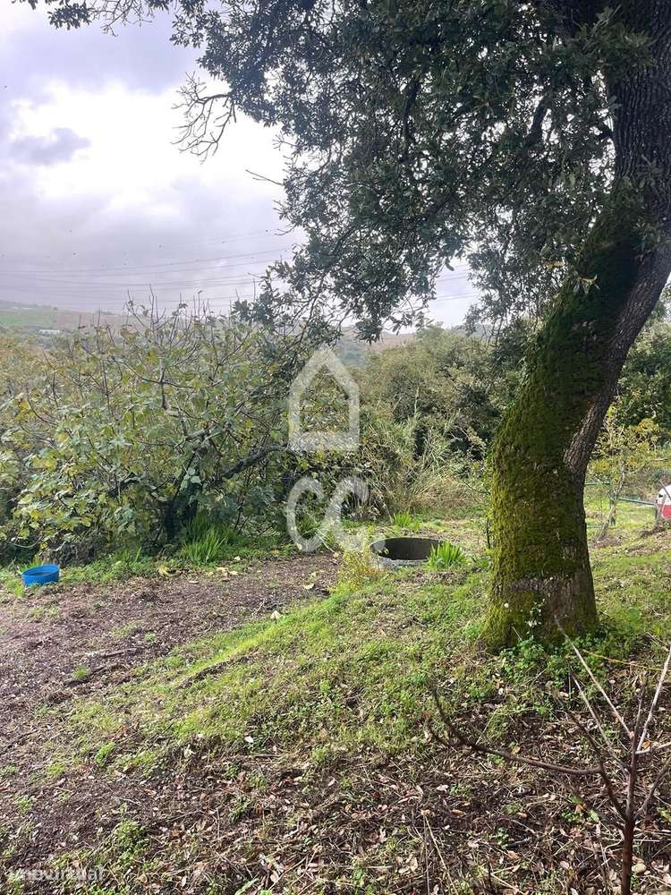 Terreno com poço legalizado e várias árvores de fruto-14