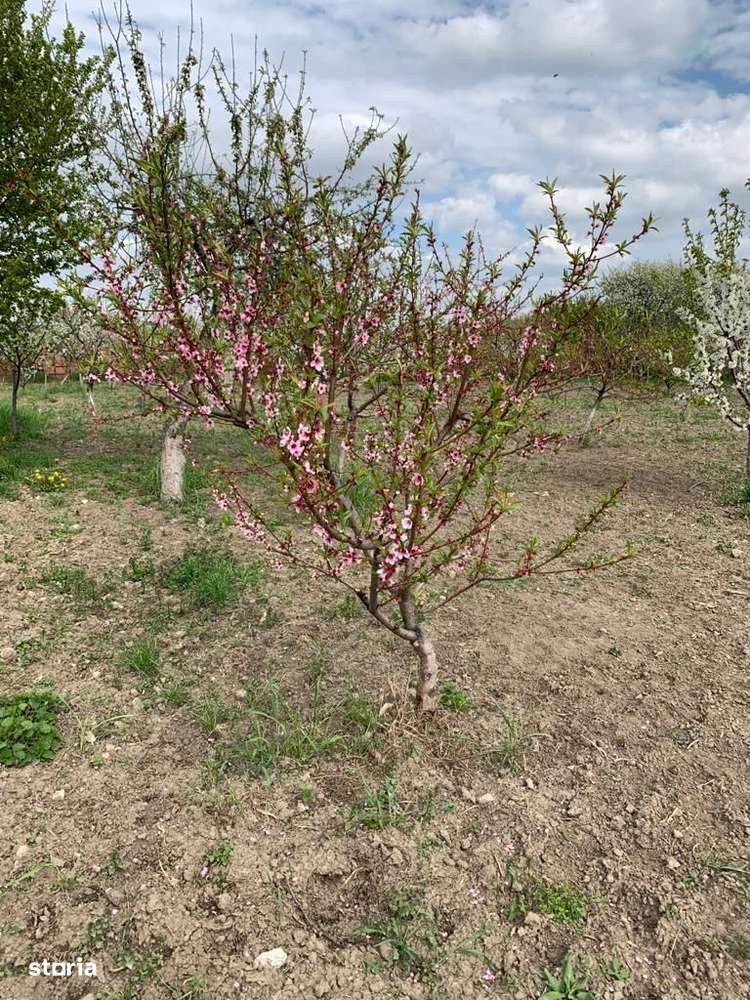 Casa cu teren 8300 mp-9