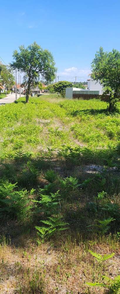 Terreno rústico,1800 m2 (permite construir 2 casas)Trutas, M. Grande. - Grande imagem: 4/7