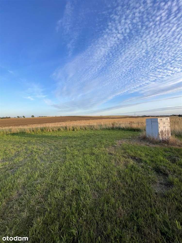 Działka Dobrzyca, Okazja, pilna sprzedaż! Wz - Pełny obrazek: 4/12