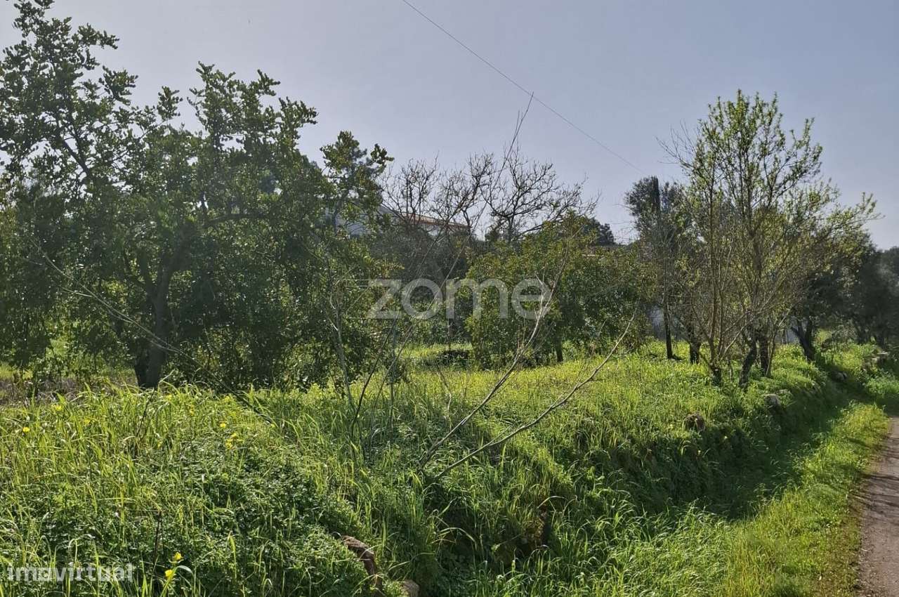 Terreno c/ Furo e Alfarrobeiras em Amorosa, Messines com 13.460m2 - Grande imagem: 3/19