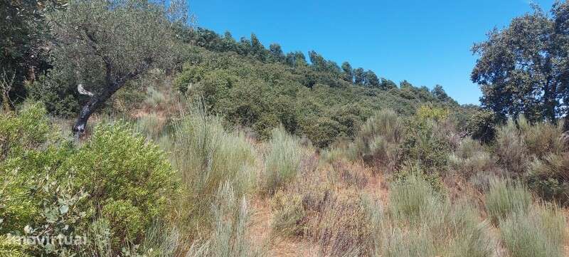 METADE do Terreno rústico em Covas, Pereiros, São João da Pesqueira - Grande imagem: 4/21