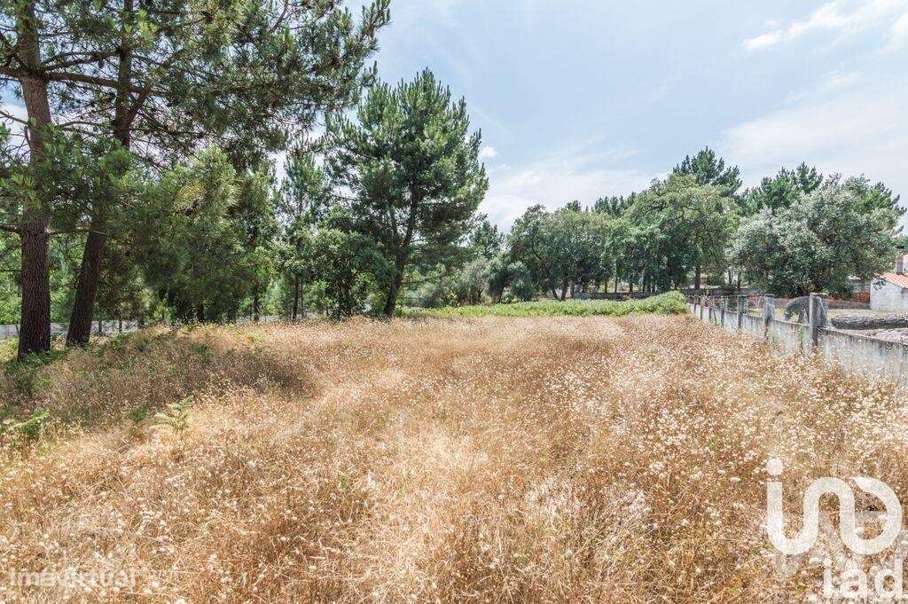 Terreno Agrícola em Marinha Grande - Grande imagem: 5/5