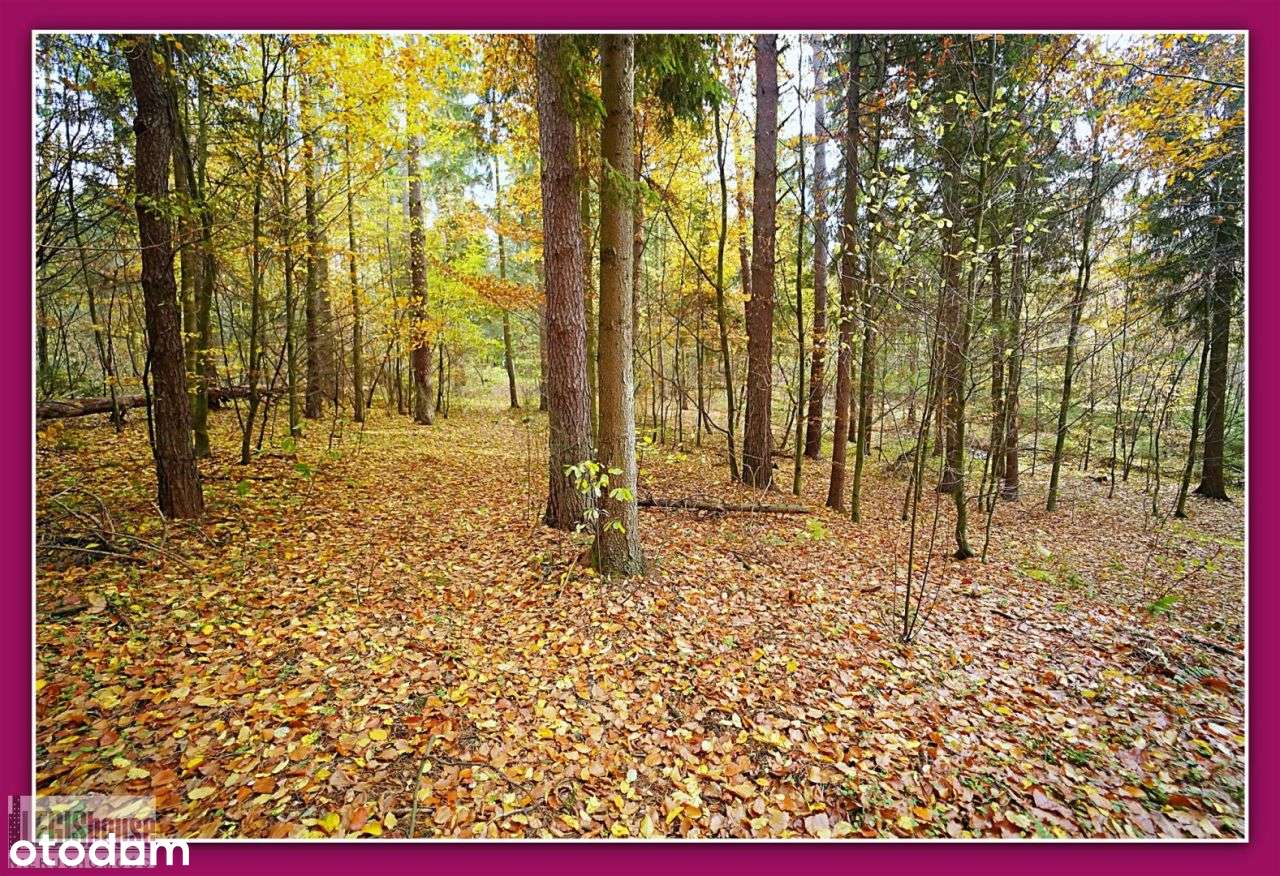 Las 2,2181 Ha*Różnowo*Bogaty Drzewostan*Uzbrojenie-18
