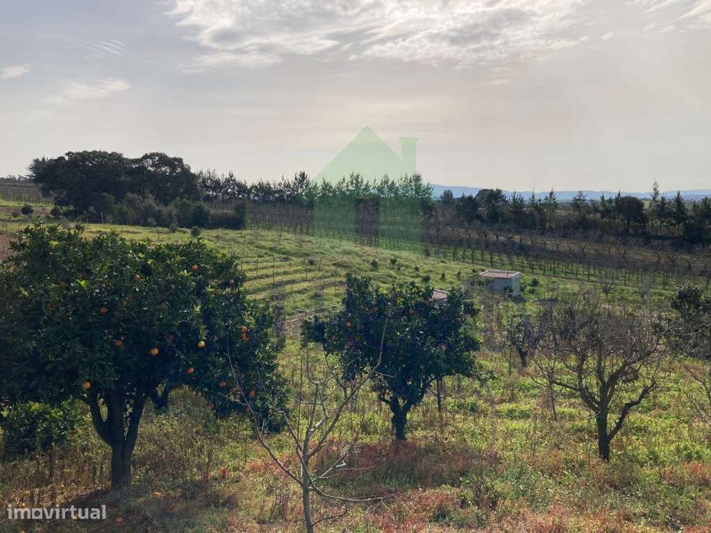 TERRENO RÚSTICO COM POÇO - DELGADA - BOMBARRAL - Grande imagem: 4/11