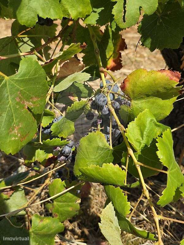 Terreno  para venda - Grande imagem: 5/24