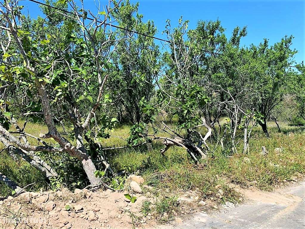 Quintinha com ruína em Paderne, Albufeira-7