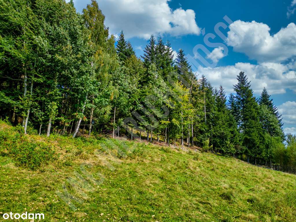 Widokowa działka w Zawoi przy lesie - Pełny obrazek: 4/12