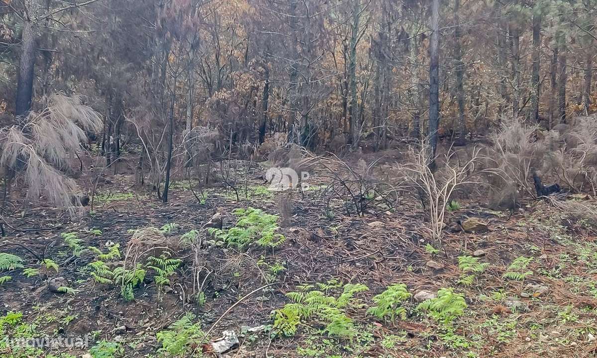 Terreno 8835m² - Távora-8