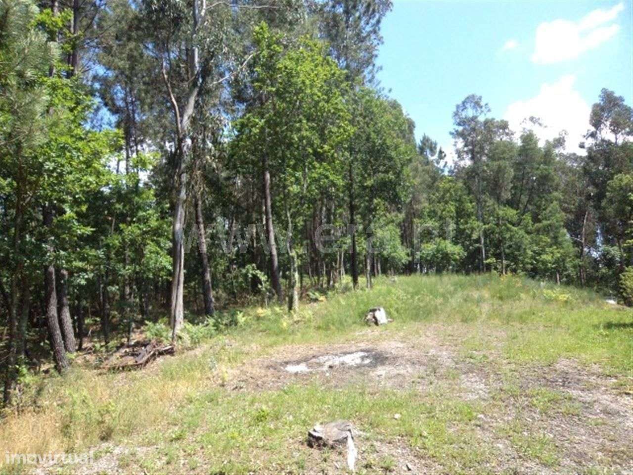 Terreno - Grande imagem: 4/9