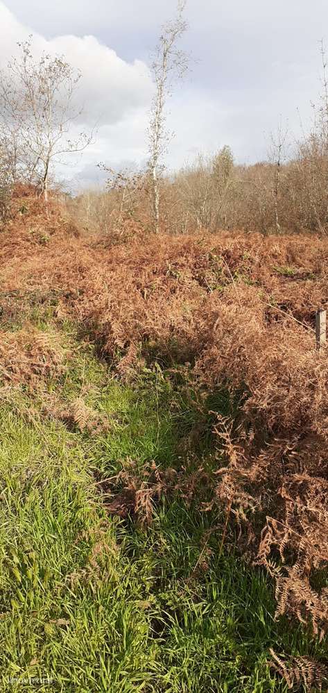 Terreno em Lobão-12