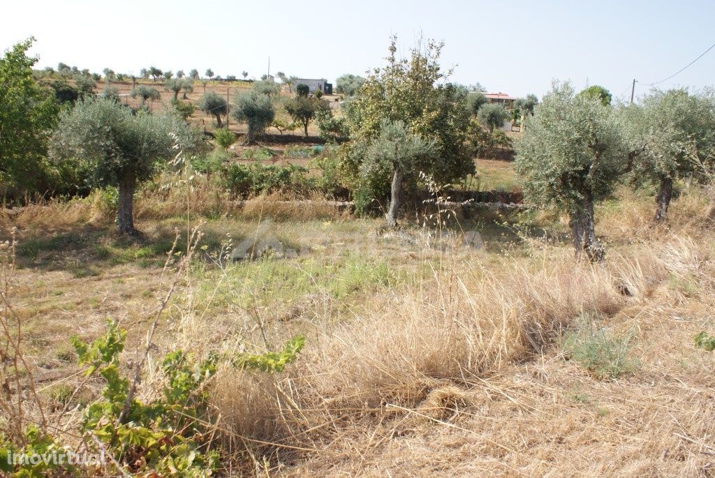 Terreno agrícola