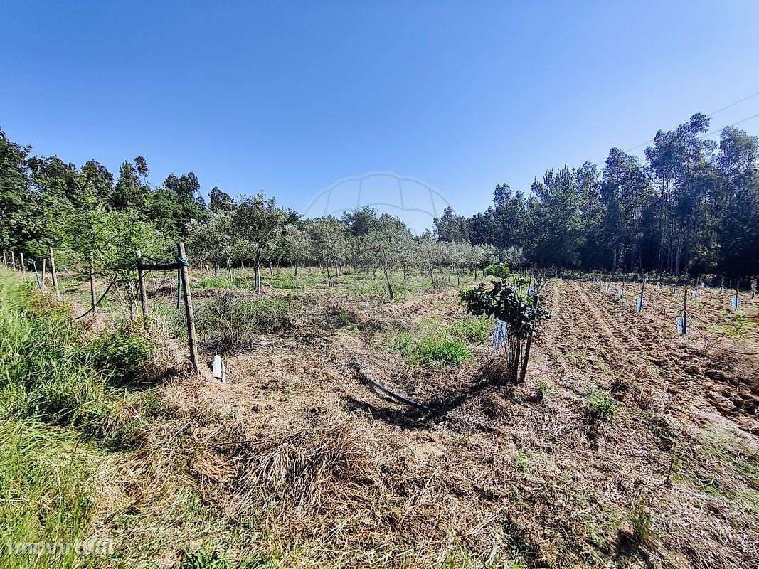 Quinta  para venda-3