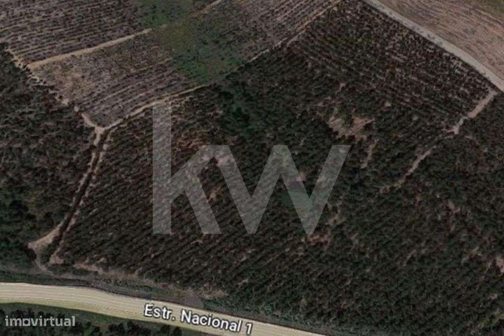 Terreno Rústico em Vale Florêncio com Eucaliptal - Grande imagem: 4/4