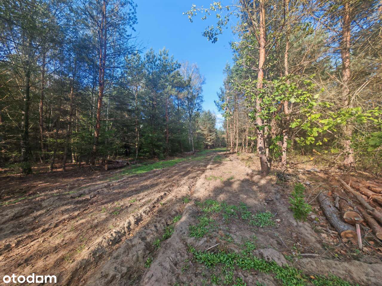 Bezpośrednio przy Puszczy Kampinoskiej-1