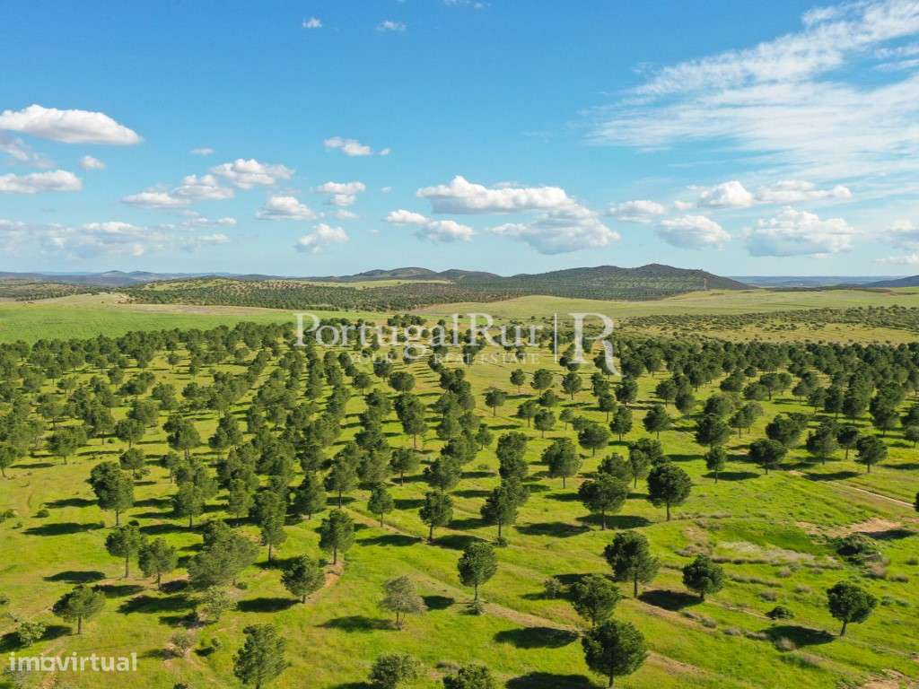 Herdades de Caça com 1300 Hectares, junto do rio Guadiana-40
