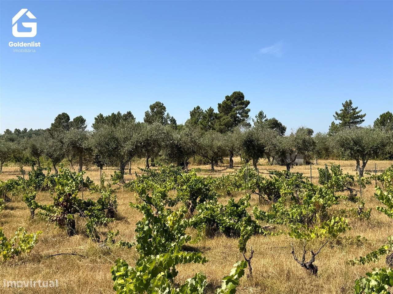 Quinta  Venda em Lardosa,Castelo Branco-47