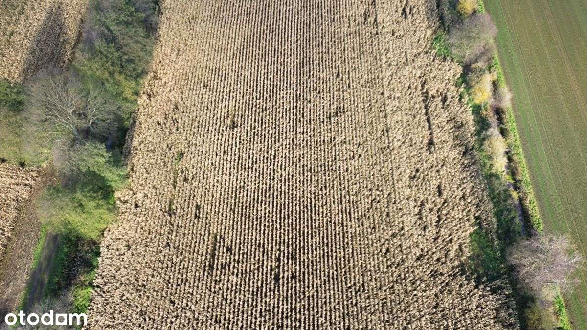 3195m2*3058m2*12minut do Torunia-8