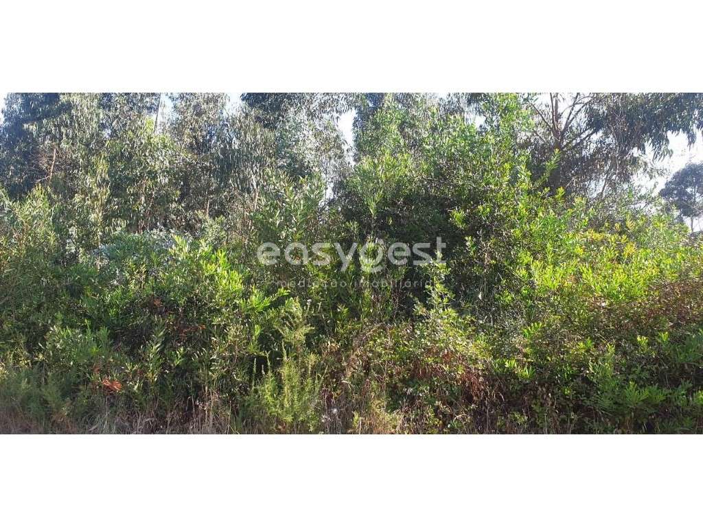 Terreno e Eucaliptal com viabilidade para construção em Aradas - Grande imagem: 5/12