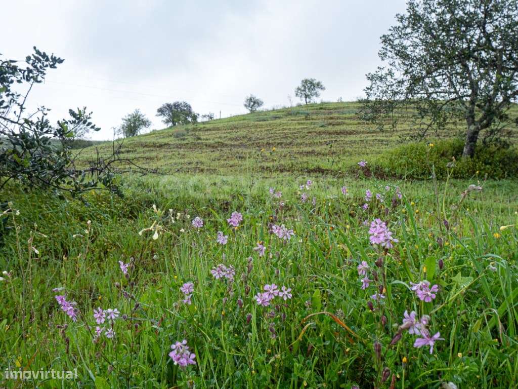 Terreno rustico 5,58 ha Vale Frio, Castro Marim - Grande imagem: 5/43