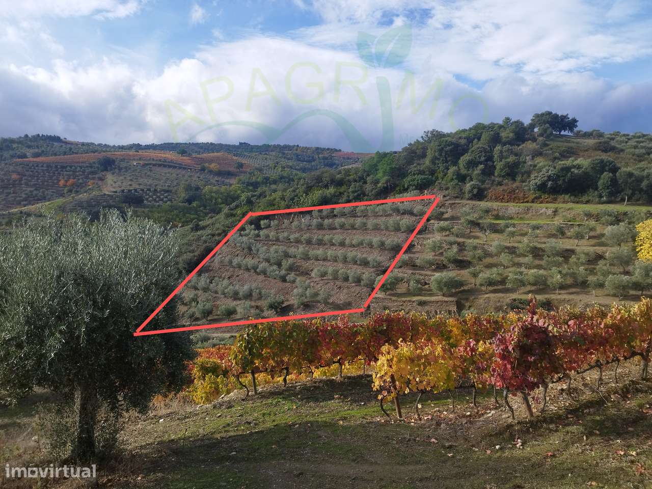 Olivais em Valongo dos Azeites, S.J. da Pesqueira-12