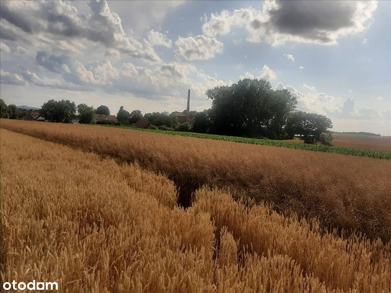 Działka budowlano-zagrodowa o dużym potencjałem