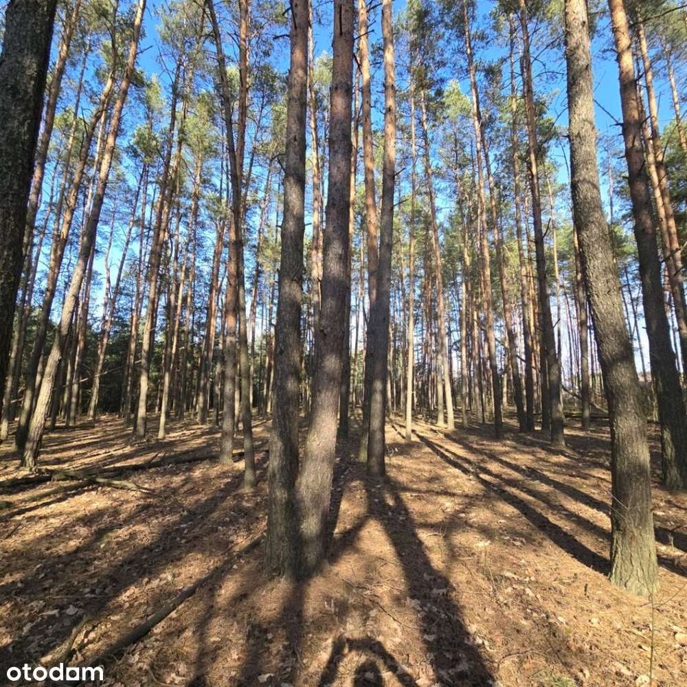 Urokliwa okolica czysty leśny klimat blisko miasta-8