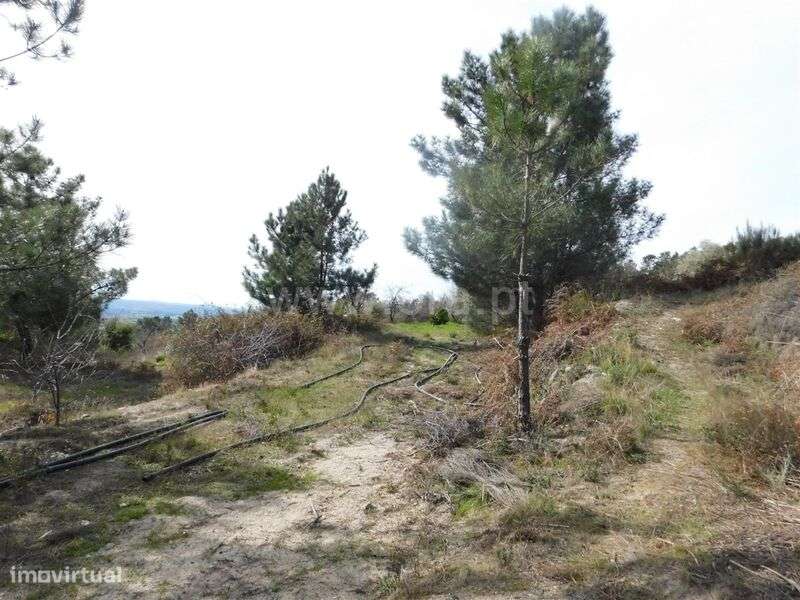 Quinta / Fundão, Póvoa da Palhaça - Grande imagem: 5/15