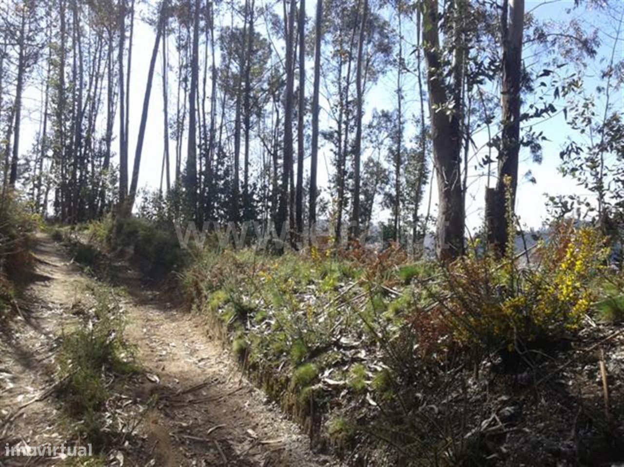 Fafe, Terreno