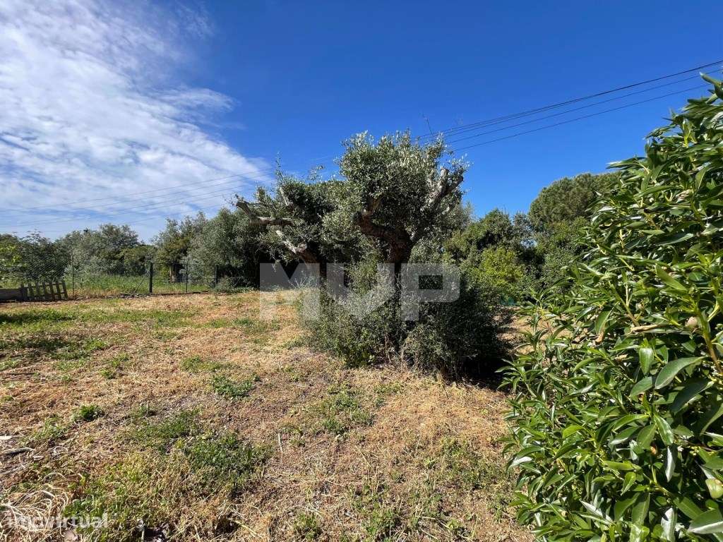 Quinta com 3 quartos e forno em Santa Bárbara de Nexe, Faro.-36