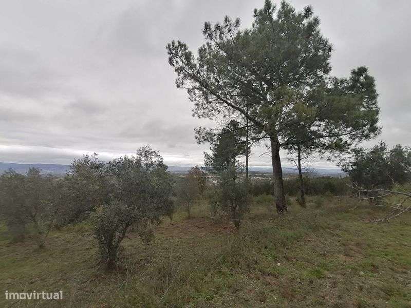 Vendo Magnifica propriedade no Parque Natural da Serra da Estrela - Grande imagem: 5/8