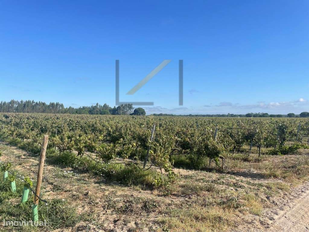 Terrenos Rústicos com vinhas em produção, concelho de Palmela - Grande imagem: 5/16