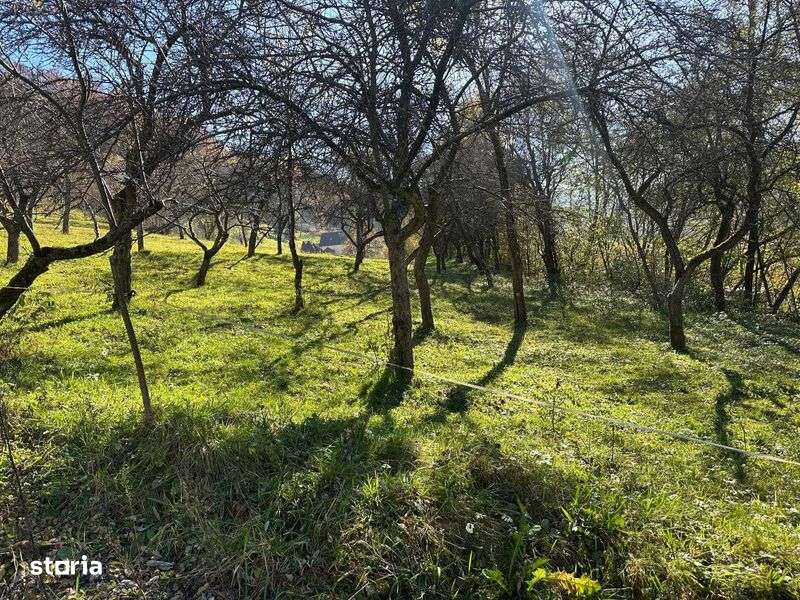 Vand teren extravilan in comuna cosbuc - Imagine principală: 5/8