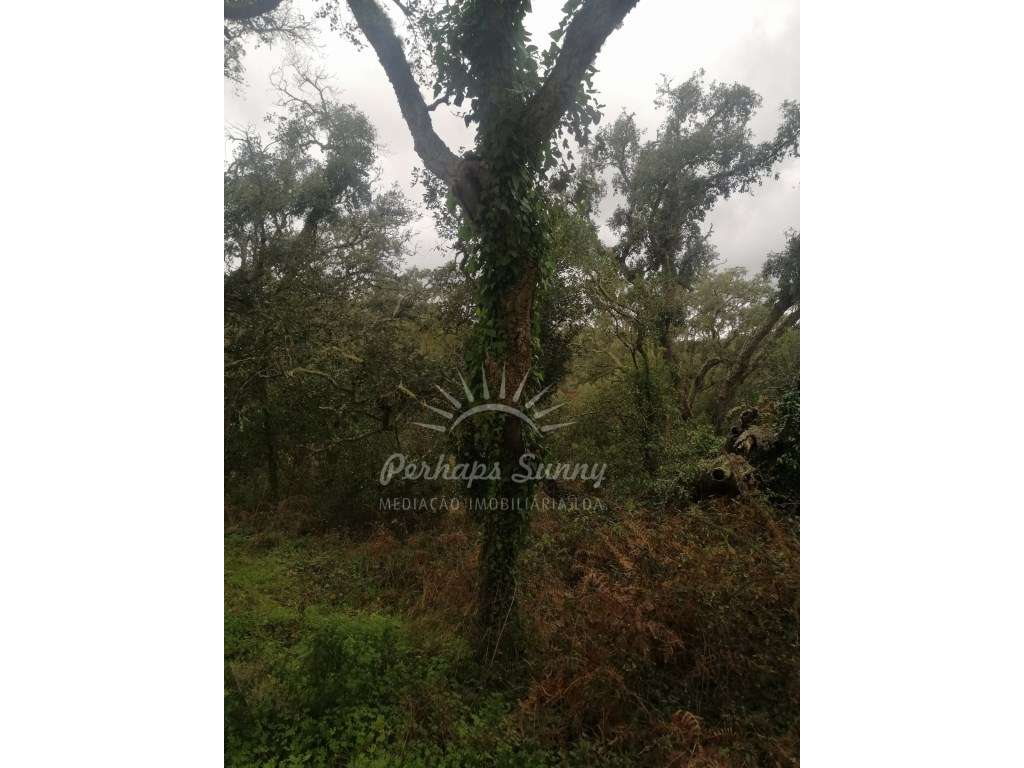 Quinta em Relíquias - Odemira-16