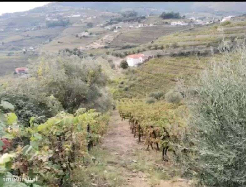 Douro vinhateiro - Grande imagem: 5/5