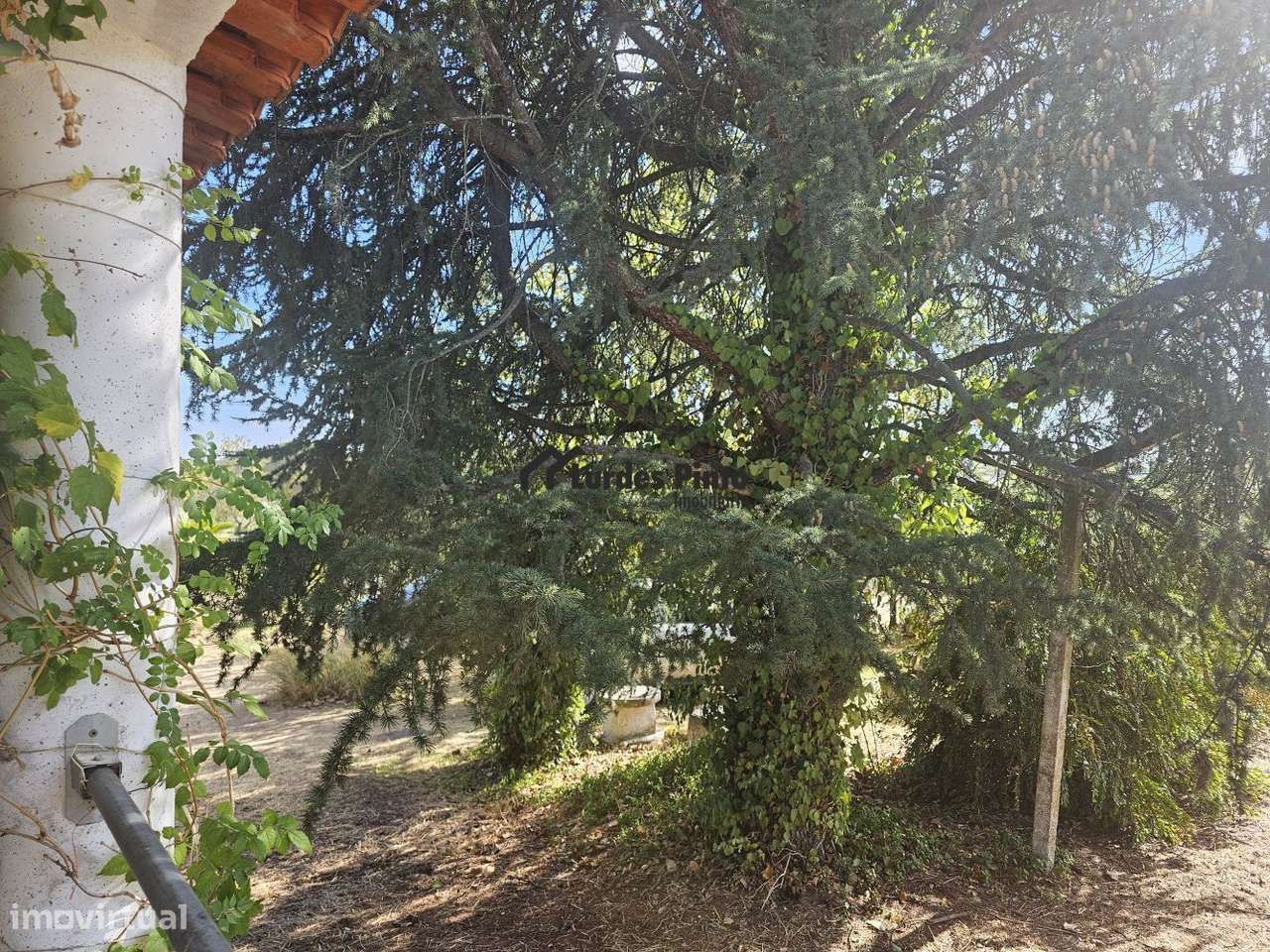 Quinta com moradia-1