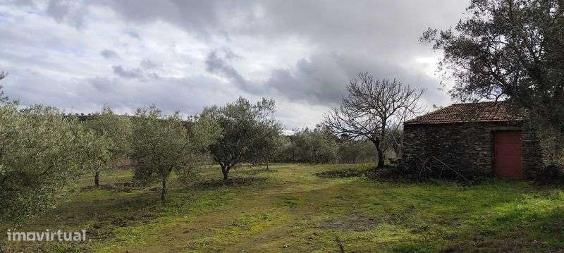 Terreno com vinha - Favaios / Douro - Grande imagem: 5/10
