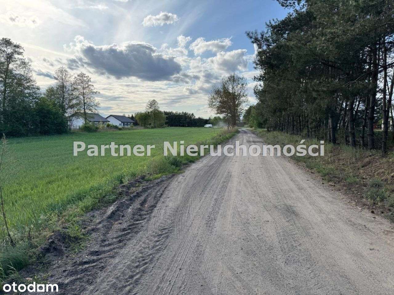 Las, cisza spokój... - Pełny obrazek: 4/8