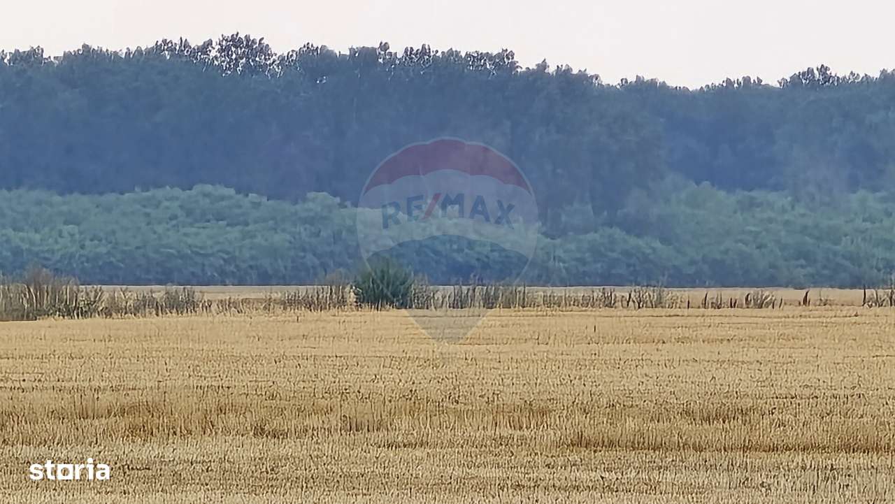 Teren intravilan Buftea, langa Padurea Mocanului - Imagine principală: 1/5