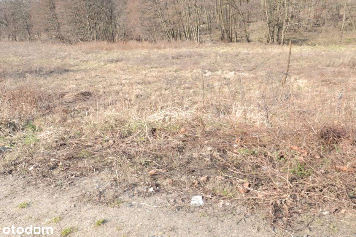 Działka położona na granicy Matemblewa i Moreny-1