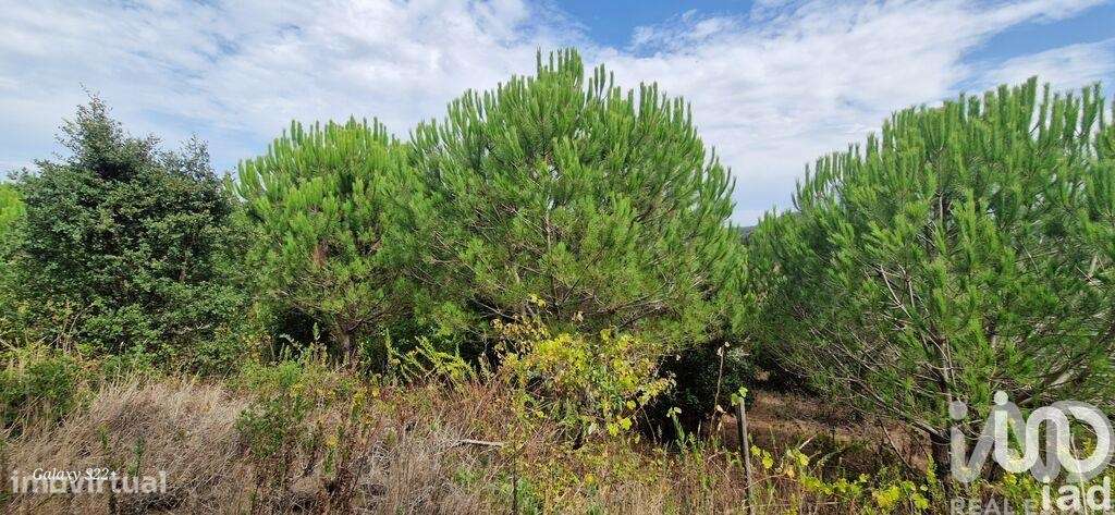 Terreno Agrícola em Azueira e Sobral da Abelheira - Grande imagem: 5/21