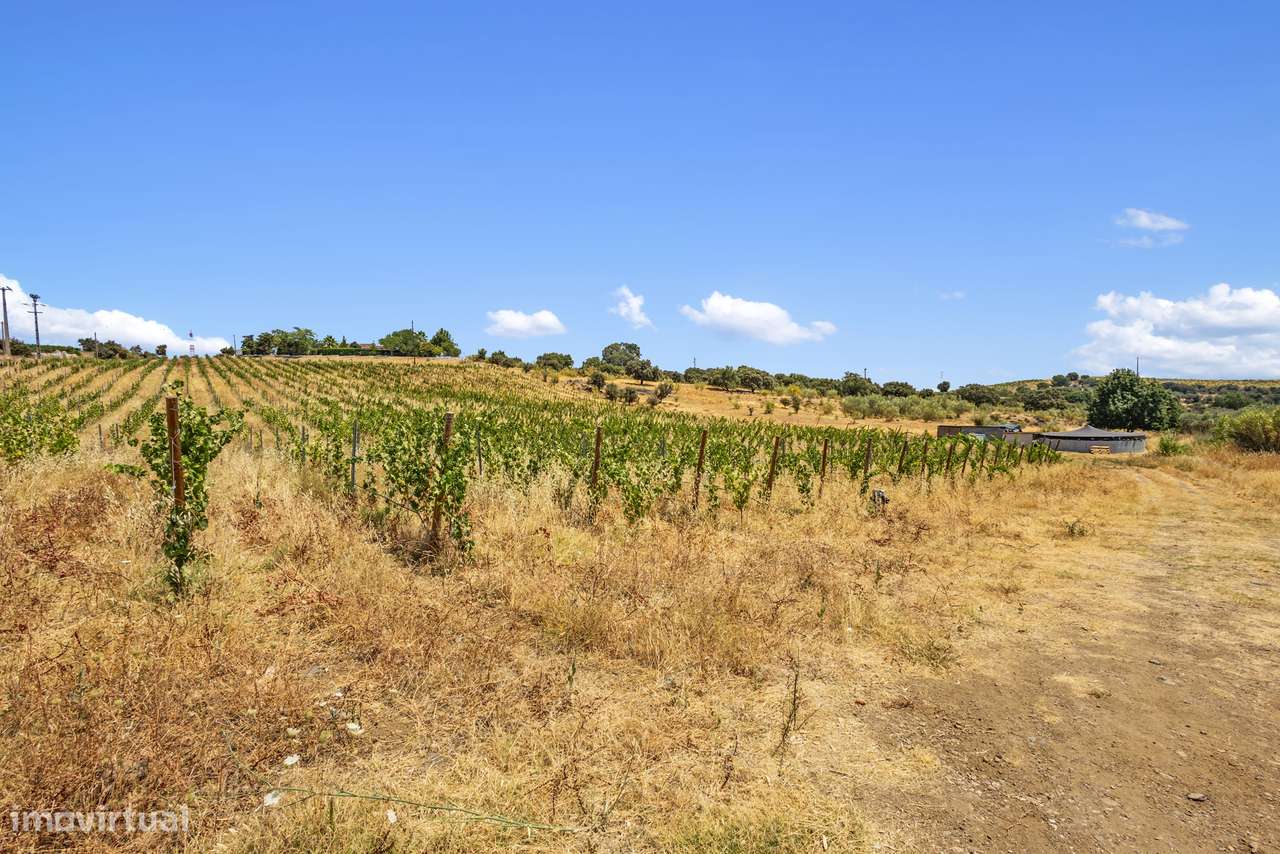 Quinta em Borba: projeto de enoturismo e vinha DOP, Alentejo-6