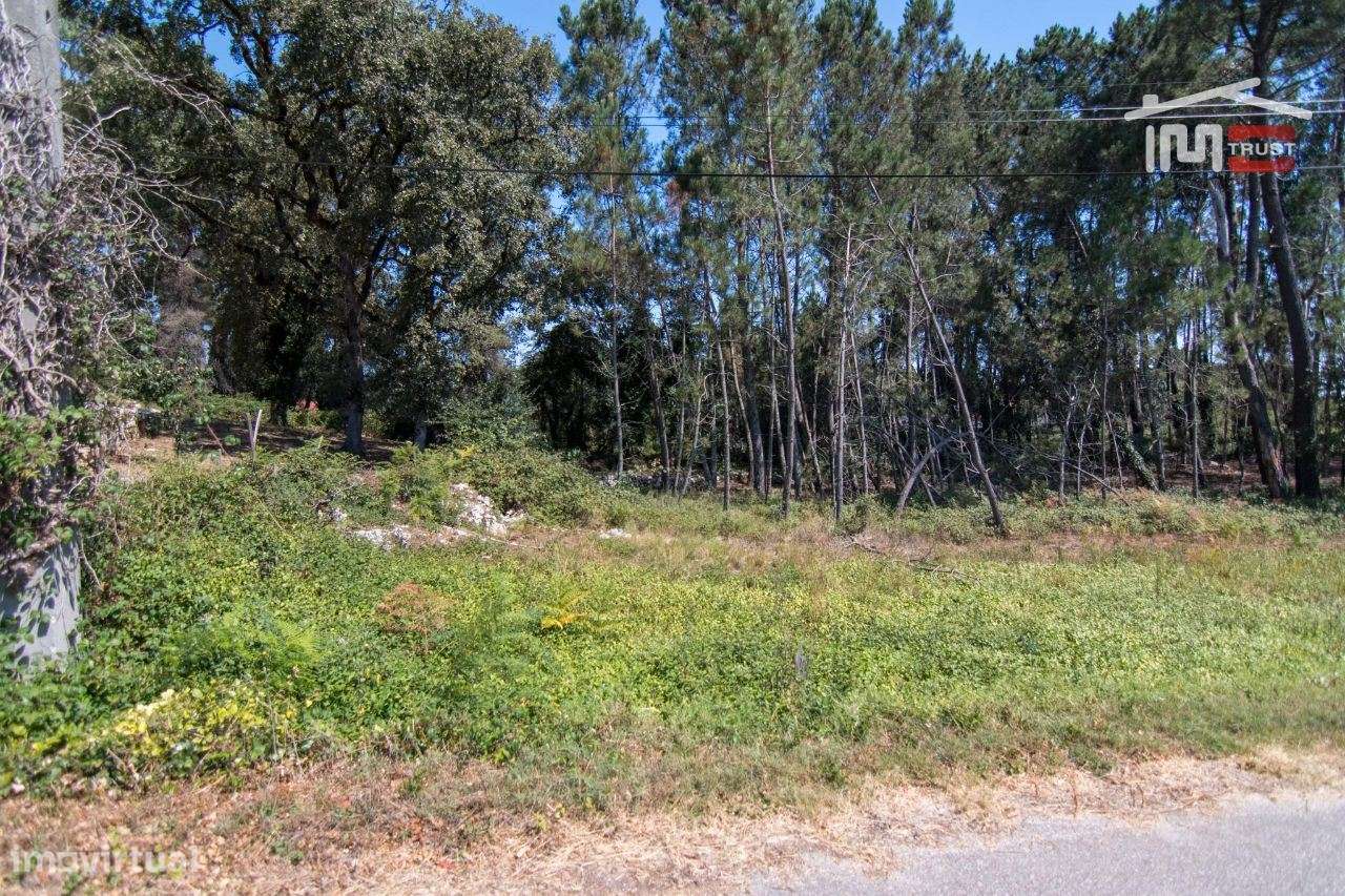 TERRENO RÚSTICO DE 680 M2 COM PINHAL E TERRA DE CULTIVO - Grande imagem: 3/5