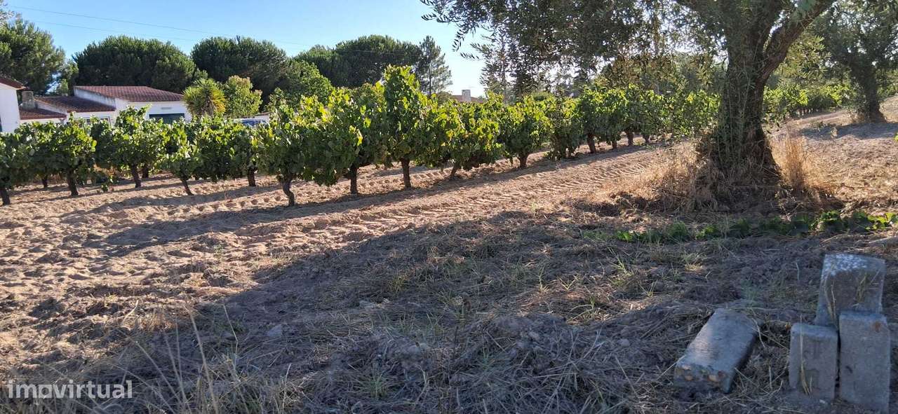 Terreno 5320 m2 – Glória do Ribatejo – Salvaterra de Magos-7