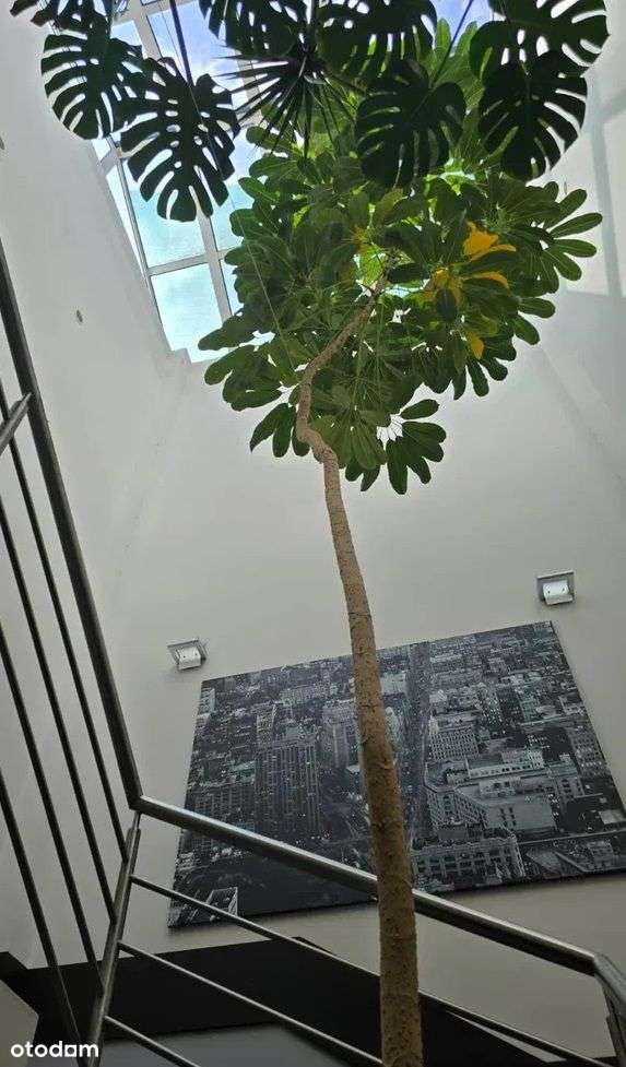 Na sprzedaż Hala z rampą i możliwością rozbudowy (-6