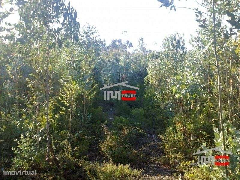 Terreno - Grande imagem: 3/8