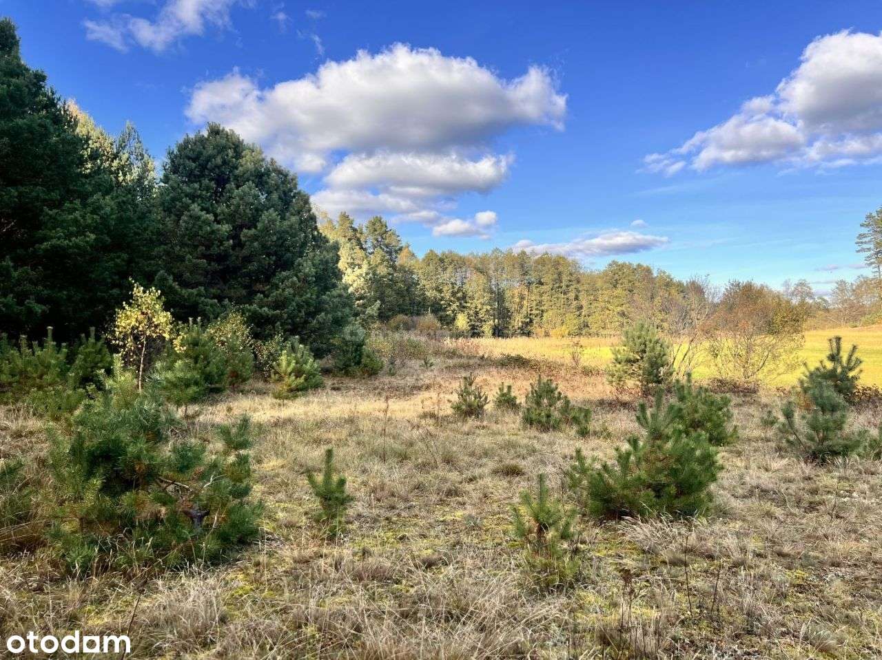 Działka siedliskowa z linią brzegową, przy lesie-10