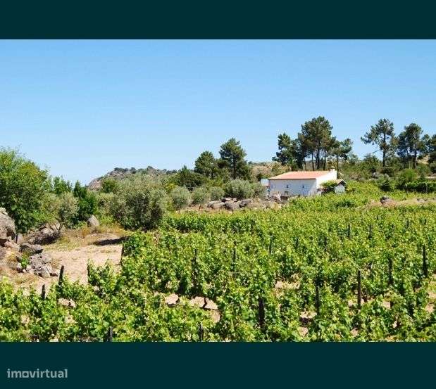 Quinta perto de Freixo de Numão - Grande imagem: 3/6