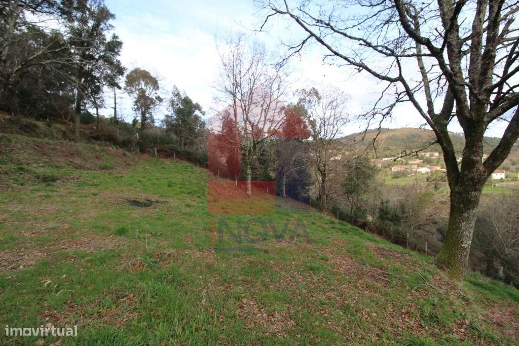 Terreno florestal, Duas Igrejas - Grande imagem: 5/7